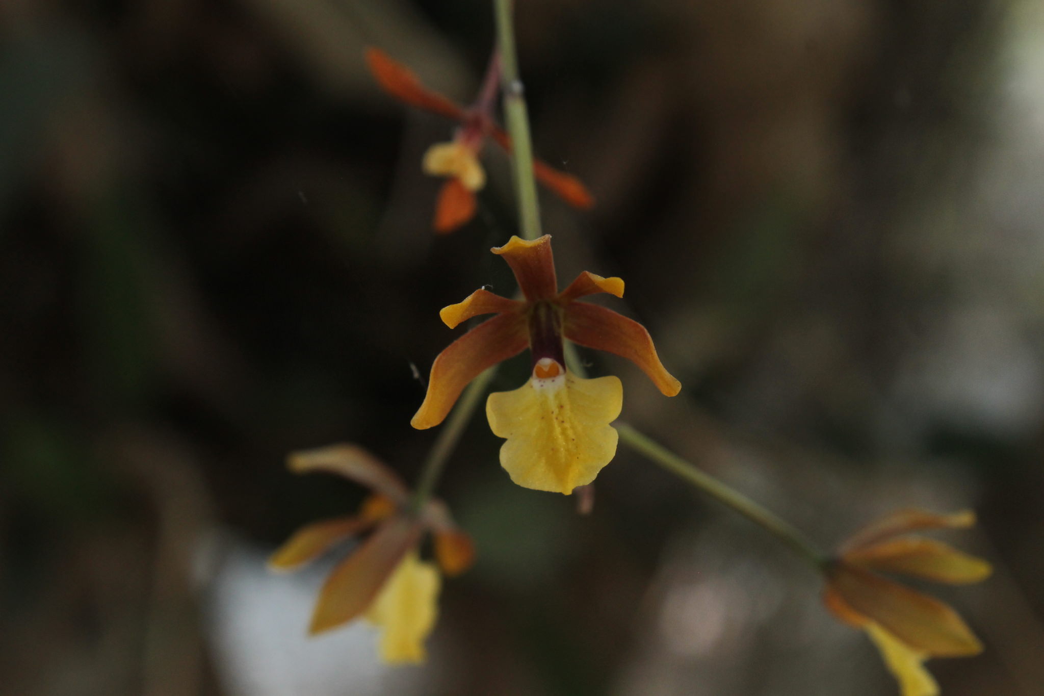 Prosthechea concolor